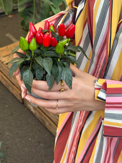 The Trevalgan 18k Gold Plated Tarnish-Free Open Dome Ring